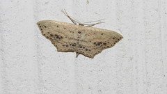 Scopula cacuminaria