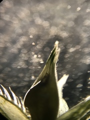 Echinochloa muricata microstachya