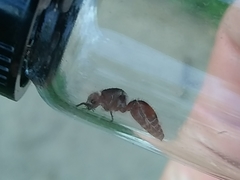 Dasymutilla birkmani
