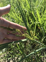 Echinochloa muricata microstachya