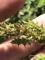 Echinochloa muricata microstachya