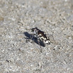 Cicindela tenuicincta