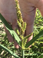 Echinochloa muricata microstachya