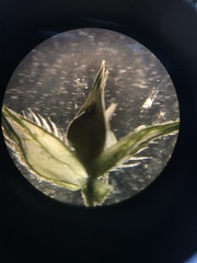 Echinochloa muricata microstachya