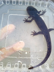 Leora's Stream Salamander photo 4