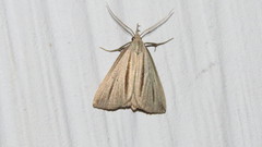 Macrochilo bivittata