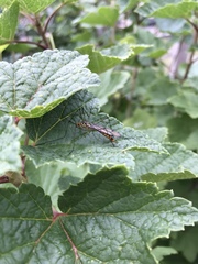 Nephrotoma flavescens