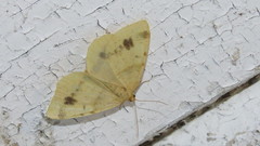 Macaria ribearia
