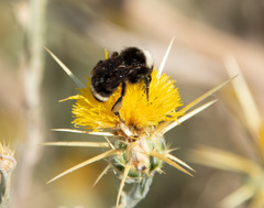 Bombus californicus
