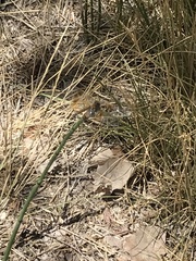 Sympetrum semicinctum