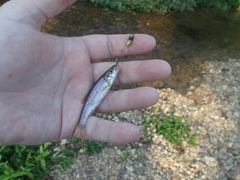 Clinostomus funduloides