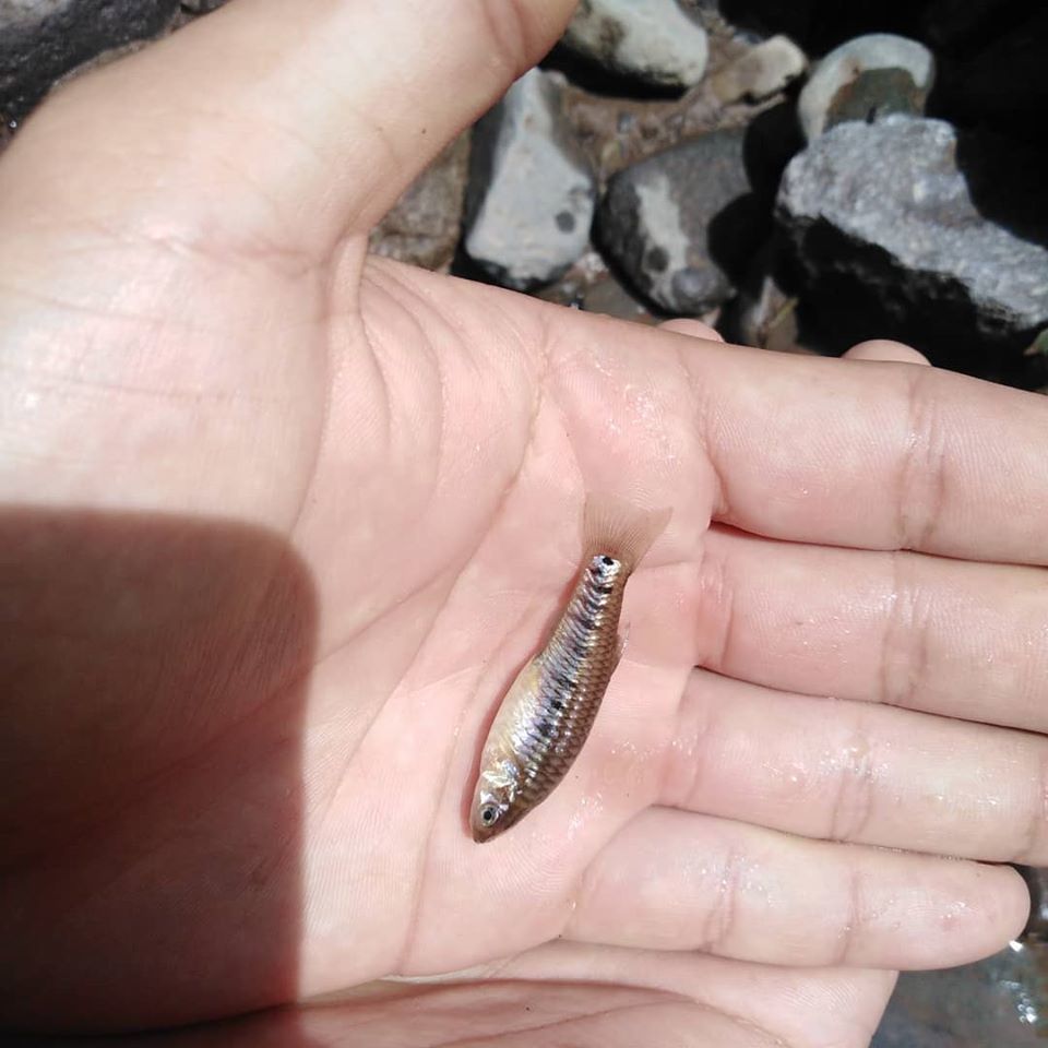 Turner's livebearer (Poeciliopsis turneri) — Poeciliidae