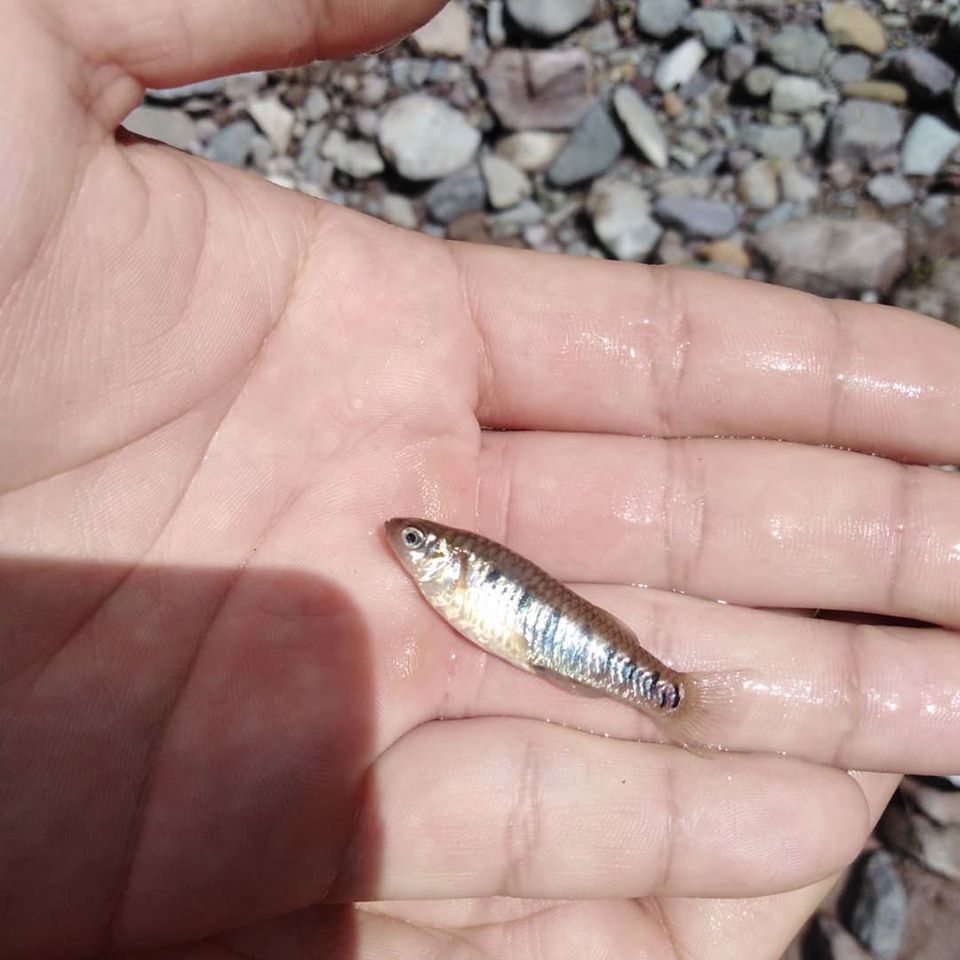 Turner's livebearer (Poeciliopsis turneri) — Poeciliidae