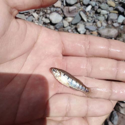 Turner's livebearer (Poeciliopsis turneri) — Poeciliidae
