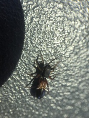 Leptorchestes berolinensis