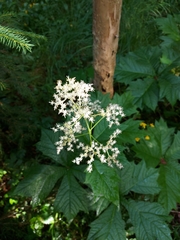 Rodgersia podophylla