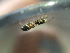 Leptorchestes berolinensis