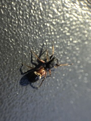 Leptorchestes berolinensis