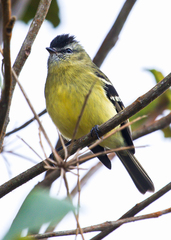 Phyllomyias nigrocapillus