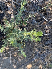 Heterotheca sessiliflora