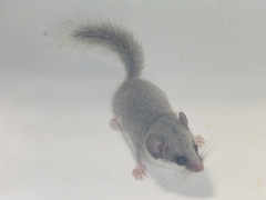 Graphiurus murinus