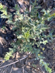 Heterotheca sessiliflora