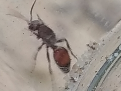 Dasymutilla birkmani
