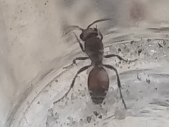 Dasymutilla birkmani