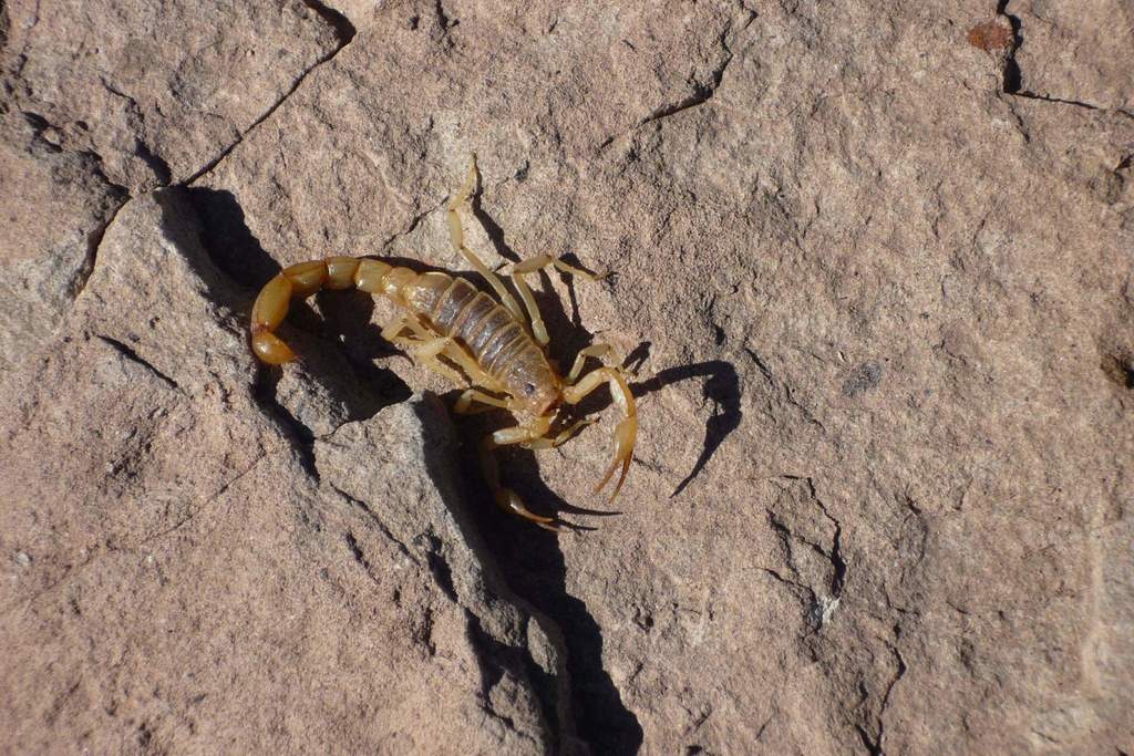 Paravaejovis galbus