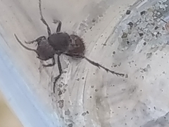 Dasymutilla birkmani