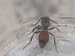 Dasymutilla birkmani