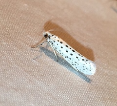 Yponomeuta multipunctella