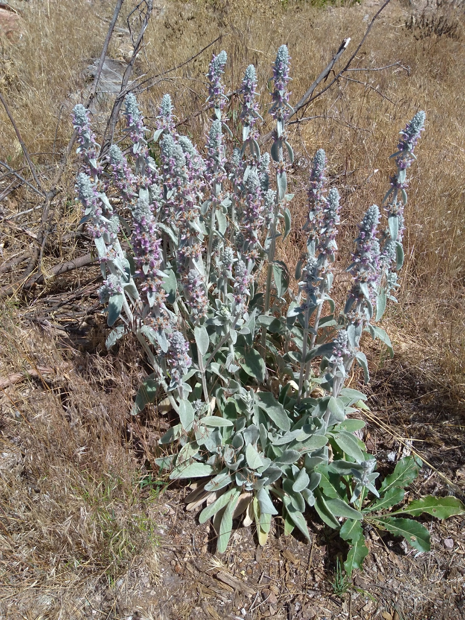 Wolliger Ziest (Stachys byzantina): Herkunft und Verwendung — foto 1