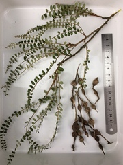 Sophora godleyi