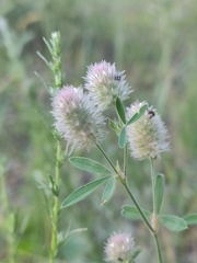 Trifolium arvense