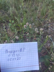 Trifolium arvense