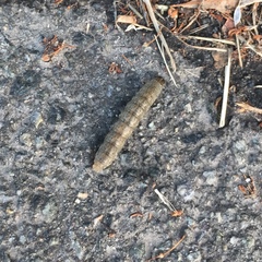 Agrotis segetum