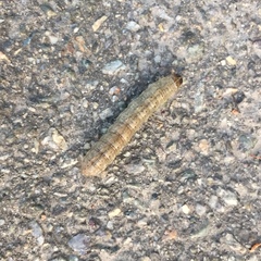 Agrotis segetum
