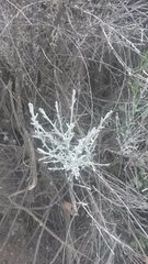 Lepidospartum squamatum