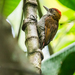 Red-rumped Woodpecker - Photo (c) David Monroy R, some rights reserved (CC BY-NC), uploaded by David Monroy R