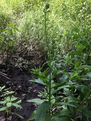 Scrophularia umbrosa