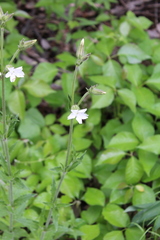 Behenantha