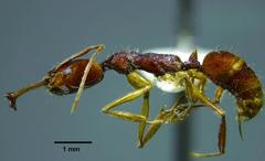 Anochetus taiwaniensis