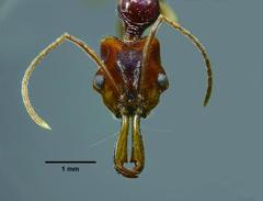 Anochetus taiwaniensis