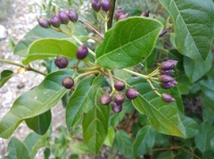 Viburnum tinus