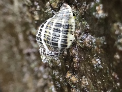 Acanthinucella punctulata
