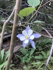 Aquilegia coerulea coerulea