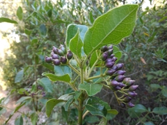 Viburnum tinus