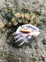 Acanthinucella punctulata