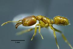 Anochetus subcoecus